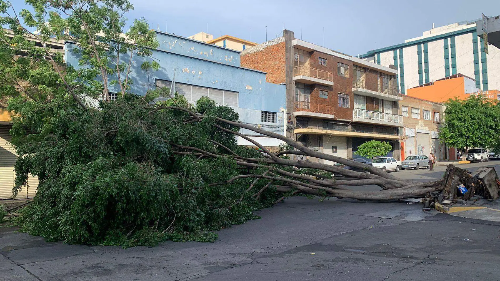 árbol caído Foto Tanya García